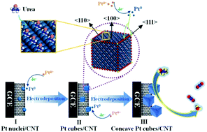 Graphical abstract: Urea hydrogen bond donor-mediated synthesis of high-index faceted platinum concave nanocubes grown on multi-walled carbon nanotubes and their enhanced electrocatalytic activity
