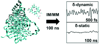 Graphical abstract: Excited state energy fluctuations in the Fenna–Matthews–Olson complex from molecular dynamics simulations with interpolated chromophore potentials