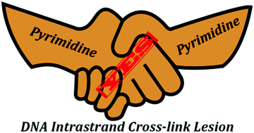 Graphical abstract: Formation of pyrimidine–pyrimidine type DNA intrastrand cross-links: a theoretical verification