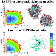 Graphical abstract: Lysophosphatidylcholine modulates the aggregation of human islet amyloid polypeptide