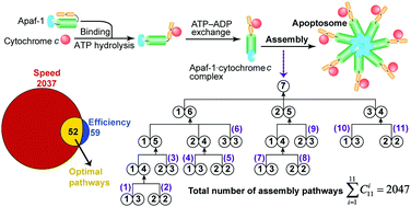 Graphical abstract: Optimal pathways for the assembly of the Apaf-1·cytochrome c complex into apoptosome