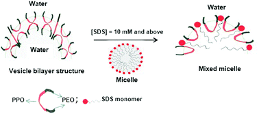 Graphical abstract: Vesicle to micelle transition in the ternary mixture of L121/SDS/D2O: NMR, EPR and SANS studies