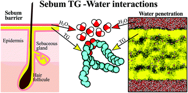 Graphical abstract: Understanding the interactions between sebum triglycerides and water: a molecular dynamics simulation study