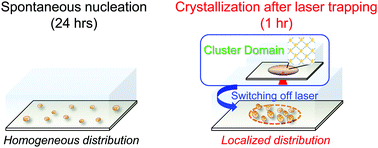 Graphical abstract: Rapid localized crystallization of lysozyme by laser trapping