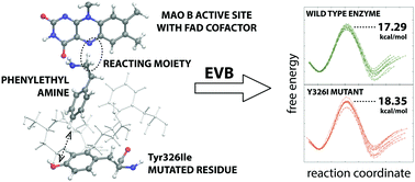 Graphical abstract: Why does the Y326I mutant of monoamine oxidase B decompose an endogenous amphetamine at a slower rate than the wild type enzyme? Reaction step elucidated by multiscale molecular simulations