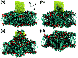 Graphical abstract: Ordering of lipid membranes altered by boron nitride nanosheets