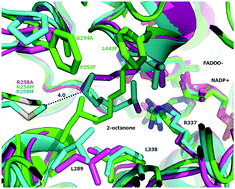 Graphical abstract: Spatial requirement for PAMO for transformation of non-native linear substrates