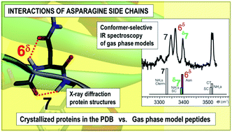Graphical abstract: On the turn-inducing properties of asparagine: the structuring role of the amide side chain, from isolated model peptides to crystallized proteins