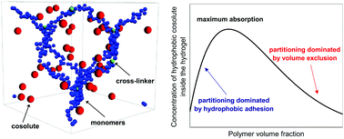 Graphical abstract: Maximizing the absorption of small cosolutes inside neutral hydrogels: steric exclusion versus hydrophobic adhesion
