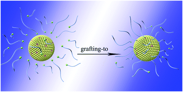 Graphical abstract: The selectivity of nanoparticles for polydispersed ligand chains during the grafting-to process: a computer simulation study
