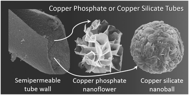 Graphical abstract: Osmotic contribution to the flow-driven tube formation of copper–phosphate and copper–silicate chemical gardens