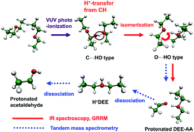Graphical abstract: An integrated experimental and theoretical reaction path search: analyses of the multistage reaction of an ionized diethylether dimer involving isomerization, proton transfer, and dissociation
