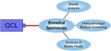 Graphical abstract: Quantum cascade lasers (QCLs) in biomedical spectroscopy