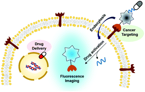 Graphical abstract: Fluorogenic reaction-based prodrug conjugates as targeted cancer theranostics