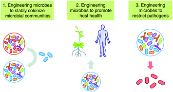 Graphical abstract: Engineering chemical interactions in microbial communities