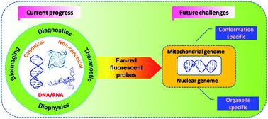 Graphical abstract: Far-red fluorescent probes for canonical and non-canonical nucleic acid structures: current progress and future implications
