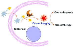 Graphical abstract: Recent progresses in small-molecule enzymatic fluorescent probes for cancer imaging