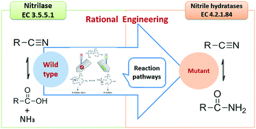 Graphical abstract: Switching a nitrilase from Syechocystis sp. PCC6803 to a nitrile hydratase by rationally regulating reaction pathways