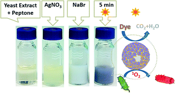 Graphical abstract: Singlet oxygen formation in bio-inspired synthesis of a hollow Ag@AgBr photocatalyst for microbial and chemical decontamination