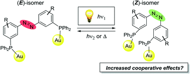 Graphical abstract: Bimetallic gold(i) complexes of photoswitchable phosphines: synthesis and uses in cooperative catalysis