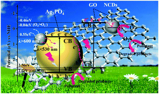 Graphical abstract: Nitrogen-doped carbon dot-modified Ag3PO4/GO photocatalyst with excellent visible-light-driven photocatalytic performance and mechanism insight