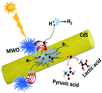 Graphical abstract: Multidirectional-charge-transfer urchin-type Mo-doped W18O49 nanostructures on CdS nanorods for enhanced photocatalytic hydrogen evolution