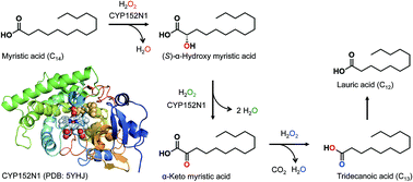 Graphical abstract: α-Oxidative decarboxylation of fatty acids catalysed by cytochrome P450 peroxygenases yielding shorter-alkyl-chain fatty acids