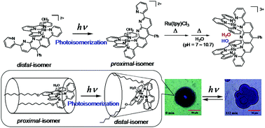 Graphical abstract: Photoisomerization of ruthenium(ii) aquo complexes: mechanistic insights and application development