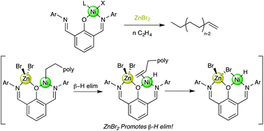 Graphical abstract: Ethylene polymerization catalyzed by bridging Ni/Zn heterobimetallics