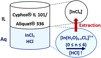 Graphical abstract: Speciation of indium(iii) chloro complexes in the solvent extraction process from chloride aqueous solutions to ionic liquids
