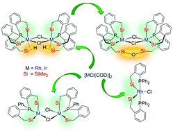 Graphical abstract: A family of rhodium and iridium complexes with semirigid benzylsilyl phosphines: from bidentate to tetradentate coordination modes