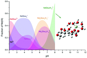 Graphical abstract: Formation of mono- and binuclear neodymium(iii)–gluconate complexes in aqueous solutions in the pH range of 2–8