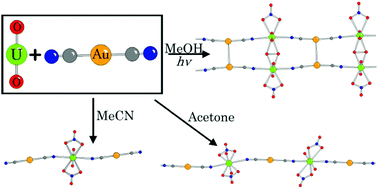 Graphical abstract: Dicyanoaurate-based heterobimetallic uranyl coordination polymers