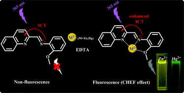Graphical abstract: A simple quinolone Schiff-base containing CHEF based fluorescence ‘turn-on’ chemosensor for distinguishing Zn2+ and Hg2+ with high sensitivity, selectivity and reversibility