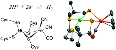 Graphical abstract: Electrocatalytic proton reduction by a model for [NiFeSe] hydrogenases