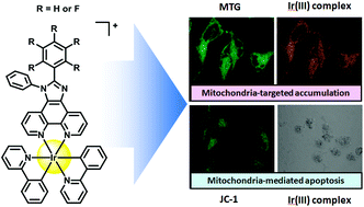 Graphical abstract: Fluorinated cyclometalated iridium(iii) complexes as mitochondria-targeted theranostic anticancer agents