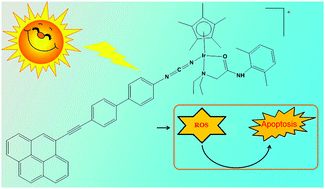Graphical abstract: The discovery of half-sandwich iridium complexes containing lidocaine and (pyren-1-yl)ethynyl derivatives of phenylcyanamide ligands for photodynamic therapy