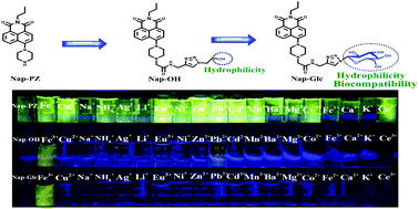 Graphical abstract: A glycosylation strategy to develop a low toxic naphthalimide fluorescent probe for the detection of Fe3+ in aqueous medium