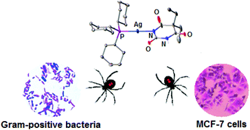Graphical abstract: Synthesis, structures and biomolecular interactions of new silver(i) 5,5-diethylbarbiturate complexes of monophosphines targeting Gram-positive bacteria and breast cancer cells