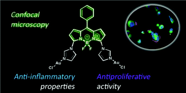 Graphical abstract: Gold(i)–BODIPY–imidazole bimetallic complexes as new potential anti-inflammatory and anticancer trackable agents