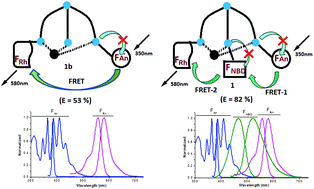Graphical abstract: Two-step FRET mediated metal ion induced signalling responses in a probe appended with three fluorophores