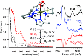 Graphical abstract: Spectroscopic and computational studies of reversible O2 binding by a cobalt complex of relevance to cysteine dioxygenase