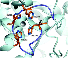 Graphical abstract: Zinc binding sites in Pra1, a zincophore from Candida albicans