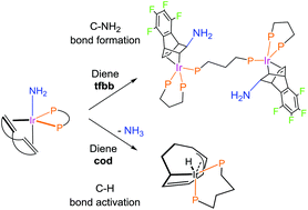 Graphical abstract: Reactivity of the parent amido complexes of iridium with olefins: C–NH2 bond formation versus C–H activation