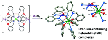 Graphical abstract: A versatile route to homo- and hetero-bimetallic 5f–5f and 3d–5f complexes supported by a redox active ligand framework