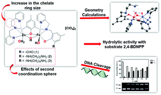 Graphical abstract: Synthesis and characterization of FeIII(μ-OH)ZnII complexes: effects of a second coordination sphere and increase in the chelate ring size on the hydrolysis of a phosphate diester and DNA