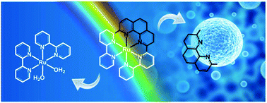 Graphical abstract: Phototoxicity of strained Ru(ii) complexes: is it the metal complex or the dissociating ligand?