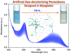 Graphical abstract: Rational design of artificial dye-decolorizing peroxidases using myoglobin by engineering Tyr/Trp in the heme center