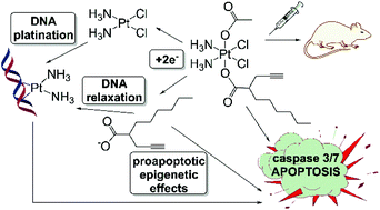 Graphical abstract: An unsymmetric cisplatin-based Pt(iv) derivative containing 2-(2-propynyl)octanoate: a very efficient multi-action antitumor prodrug candidate