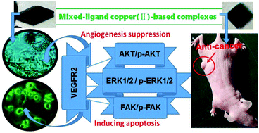 Graphical abstract: Synthesis, characterization, and anticancer activity of two mixed ligand copper(ii) complexes by regulating the VEGF/VEGFR2 signaling pathway